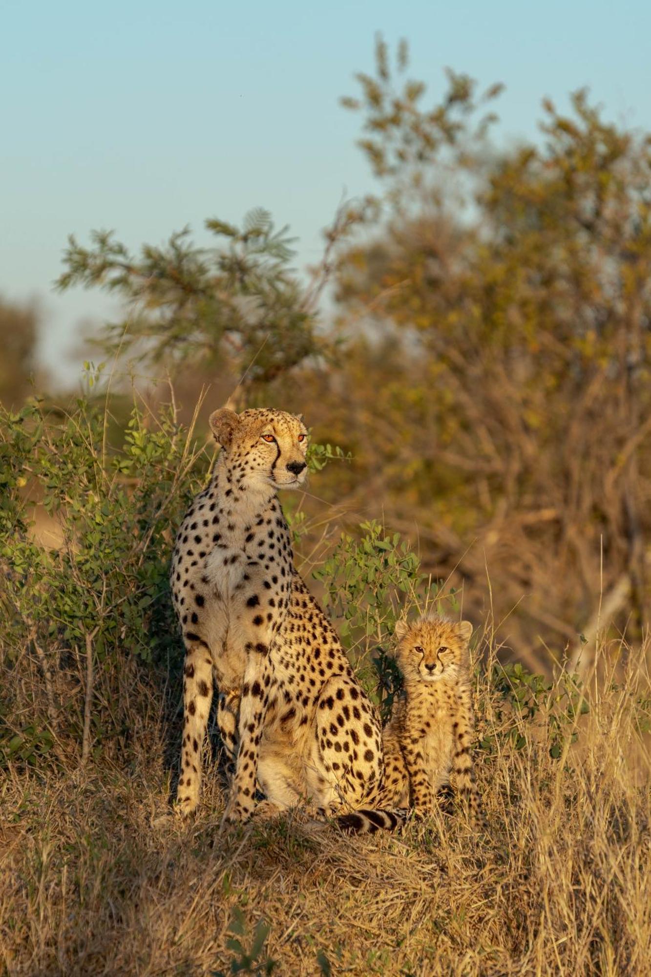 Ndzhaka Tented Camp Khu bảo tồn Khu bảo tồn Manyeleti Game Reserve Ngoại thất bức ảnh