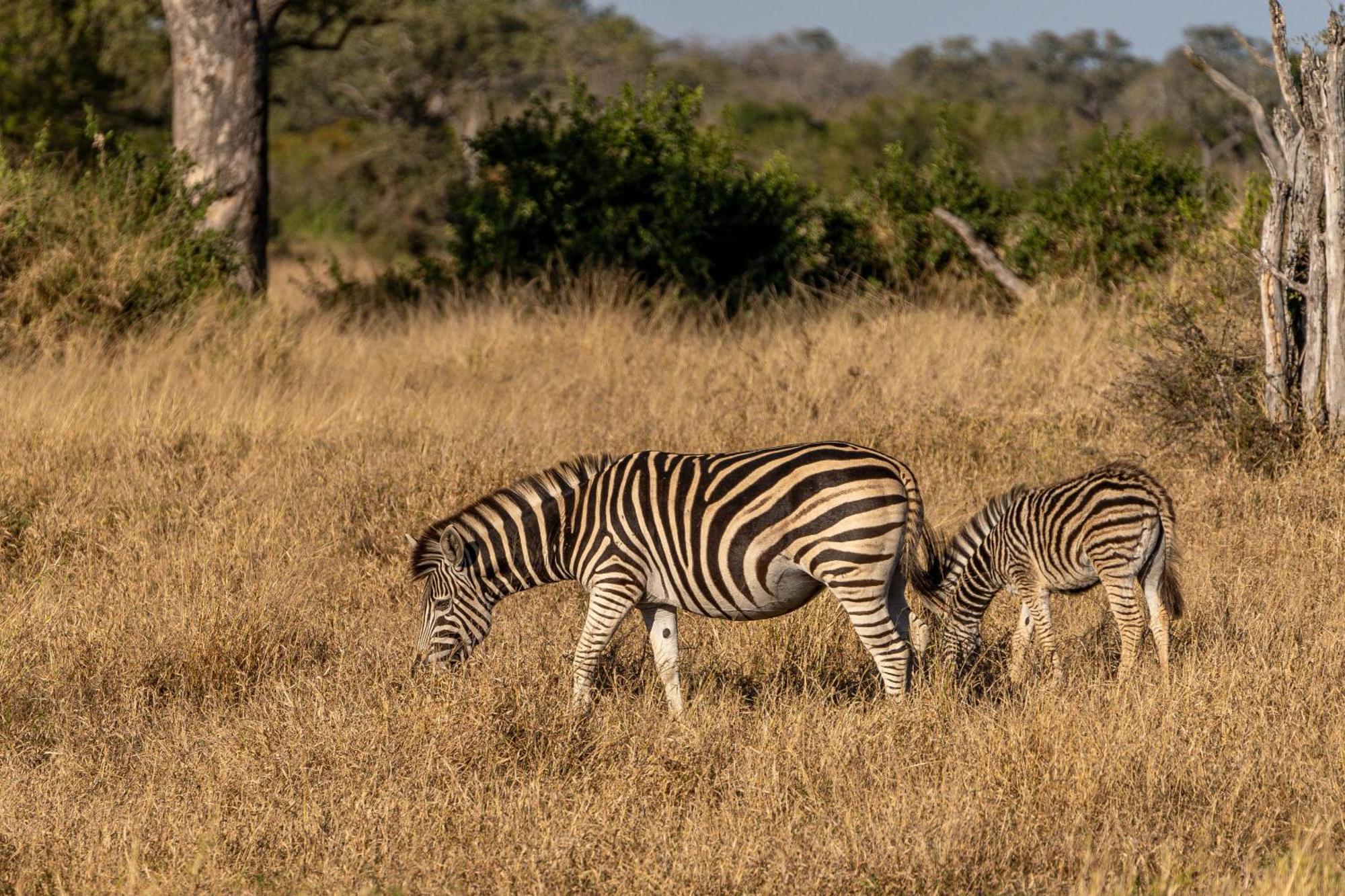 Ndzhaka Tented Camp Khu bảo tồn Khu bảo tồn Manyeleti Game Reserve Ngoại thất bức ảnh