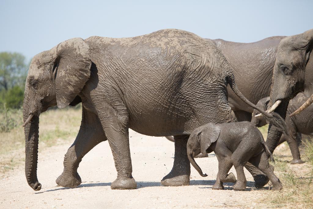 Ndzhaka Tented Camp Khu bảo tồn Khu bảo tồn Manyeleti Game Reserve Ngoại thất bức ảnh