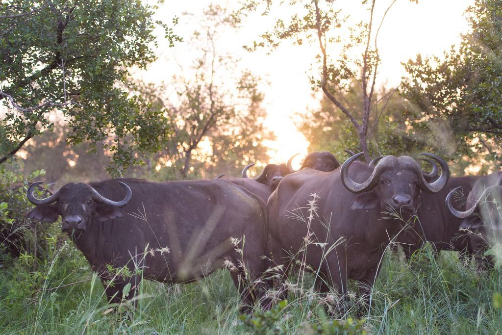 Ndzhaka Tented Camp Khu bảo tồn Khu bảo tồn Manyeleti Game Reserve Ngoại thất bức ảnh